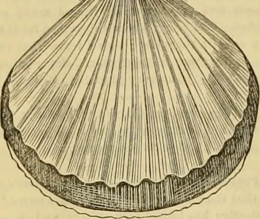 An illustration from Godey's lady's book 1862 Jan -June; Jul - Dec, 1862, leaf 714