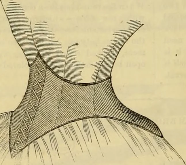 An illustration from Godey's lady's book 1862 Jan -June; Jul - Dec, 1862, leaf 804