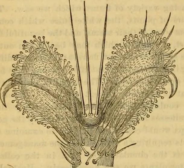 An illustration from Godey's lady's book 1862 Jan -June; Jul - Dec, 1862, leaf 846