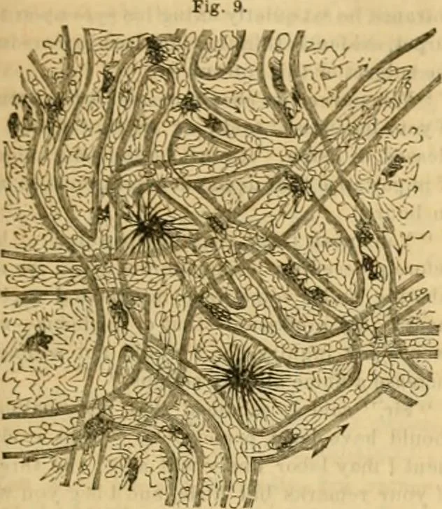 An illustration from Godey's lady's book 1862 Jan -June; Jul - Dec, 1862, leaf 847