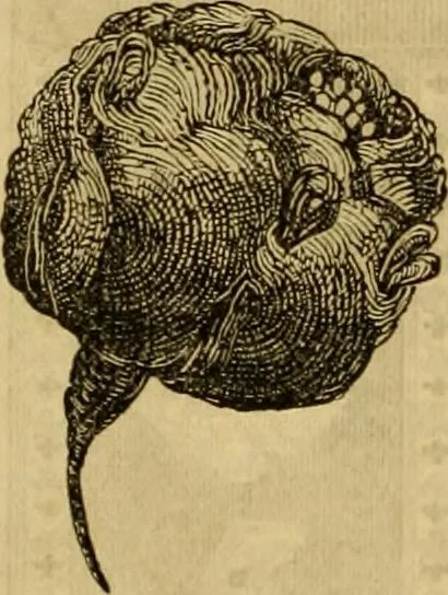 An illustration from Godey's lady's book 1862 Jan -June; Jul - Dec, 1862, leaf 902