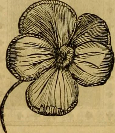 An illustration from Godey's lady's book 1862 Jan -June; Jul - Dec, 1862, leaf 902