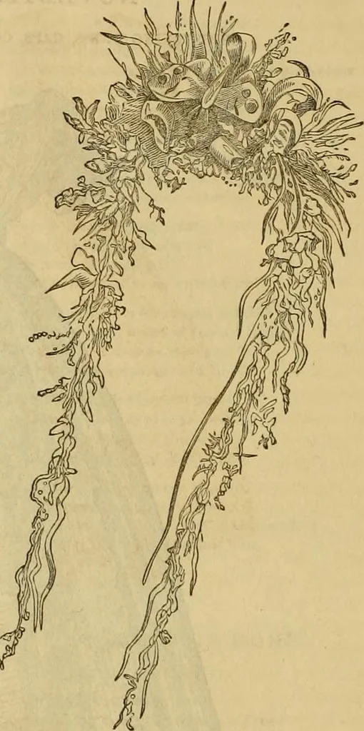 An illustration from Godey's lady's book 1863 Jan -June; Jul - Dec, 1863, leaf 1154