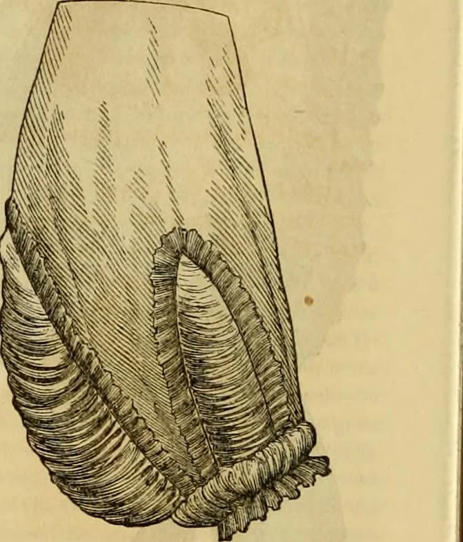 An illustration from Godey's lady's book 1863 Jan -June; Jul - Dec, 1863, leaf 686