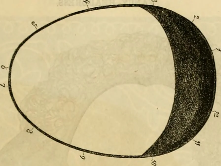 An illustration from Godey's lady's book 1863 Jan -June; Jul - Dec, 1863, leaf 727