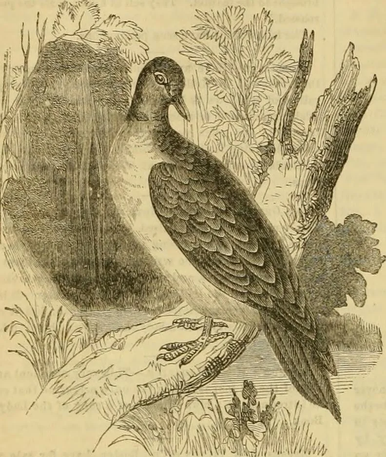 An illustration from Godey's lady's book 1864 Jan -June; Jul - Dec, 1864, leaf 104