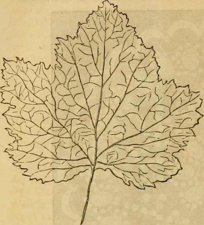 An illustration from Godey's lady's book 1864 Jan -June; Jul - Dec, 1864, leaf 290