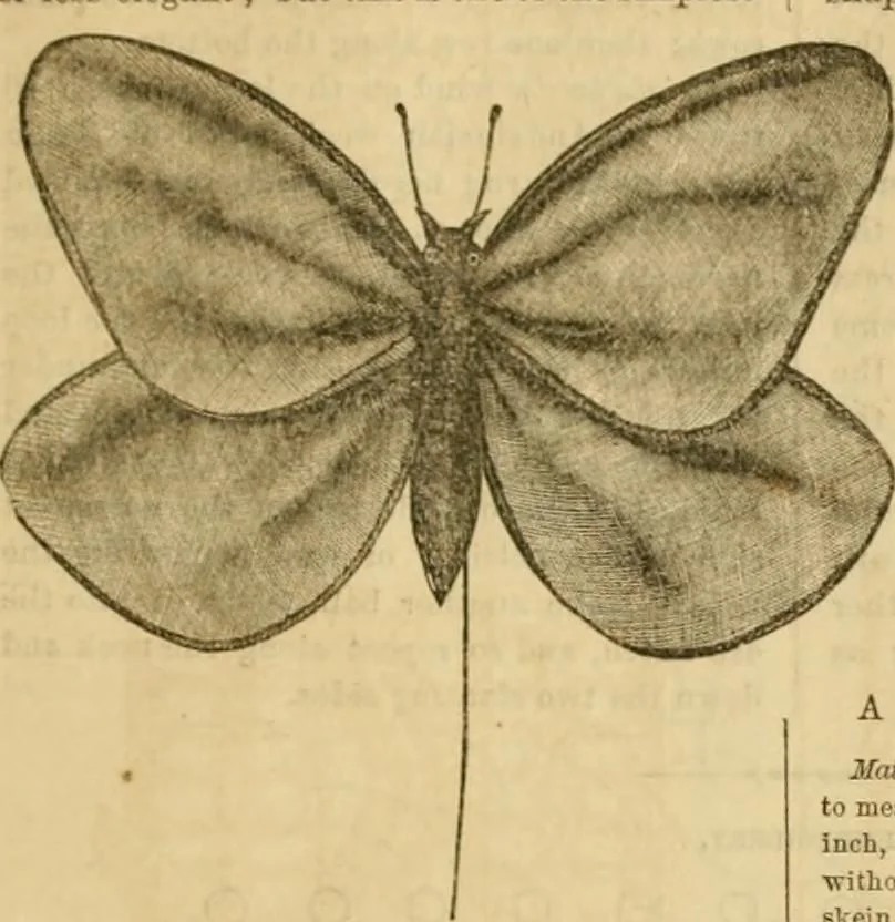 An illustration from Godey's lady's book 1864 Jan -June; Jul - Dec, 1864, leaf 467