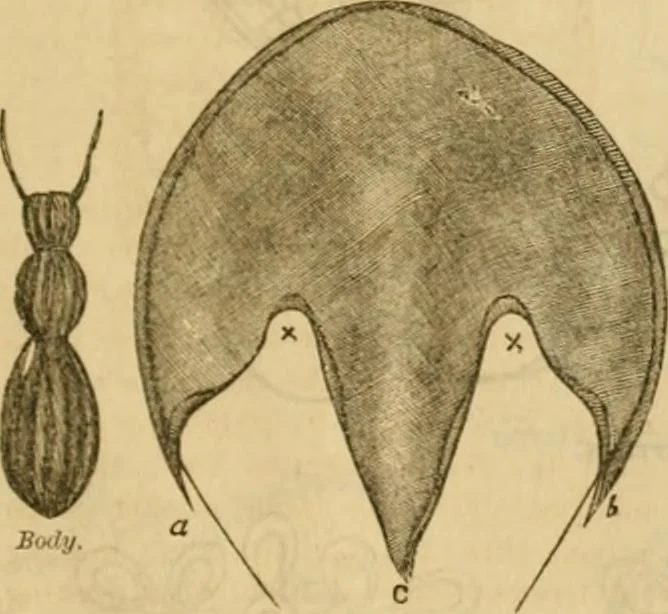 An illustration from Godey's lady's book 1864 Jan -June; Jul - Dec, 1864, leaf 467