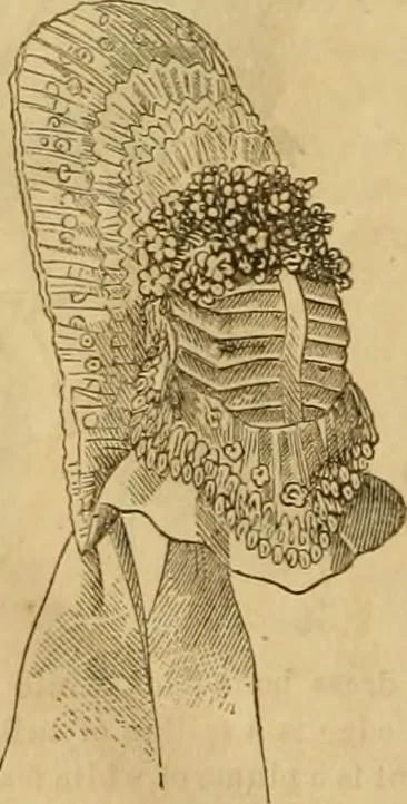 An illustration from Godey's lady's book 1864 Jan -June; Jul - Dec, 1864, leaf 650