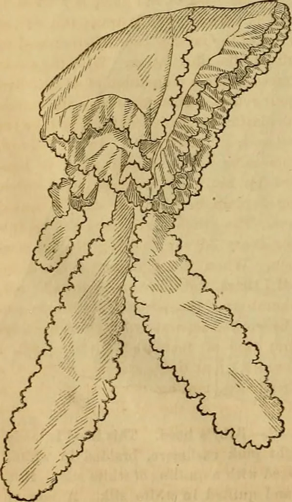 An illustration from Godey's lady's book 1864 Jan -June; Jul - Dec, 1864, leaf 652
