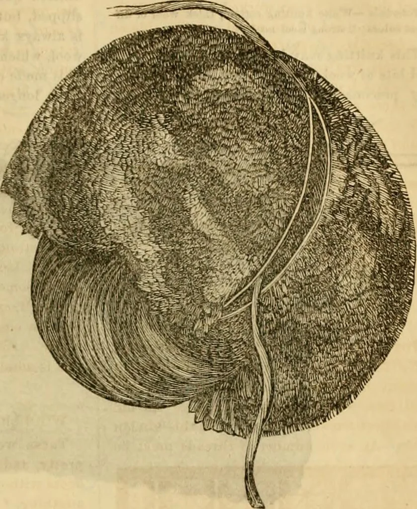 An illustration from Godey's lady's book 1864 Jan -June; Jul - Dec, 1864, leaf 743