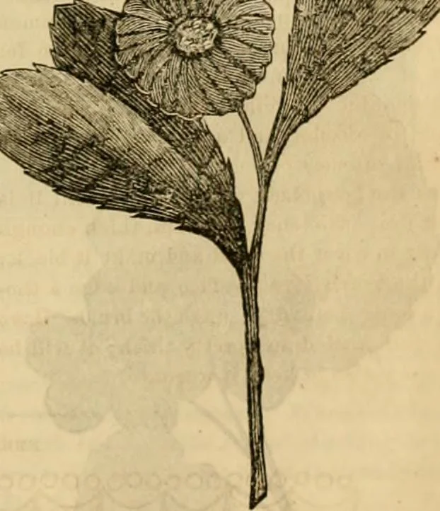 An illustration from Godey's lady's book 1864 Jan -June; Jul - Dec, 1864, leaf 827