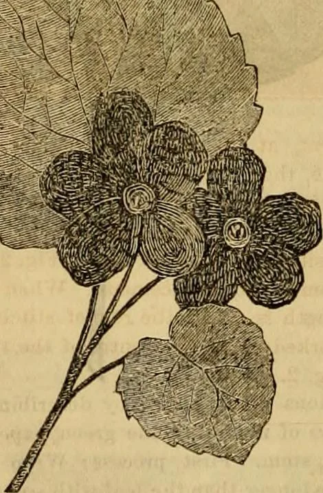 An illustration from Godey's lady's book 1864 Jan -June; Jul - Dec, 1864, leaf 828