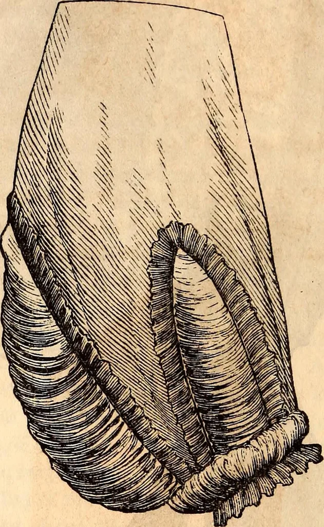 An illustration from Godey's lady's book, 1840, leaf 77