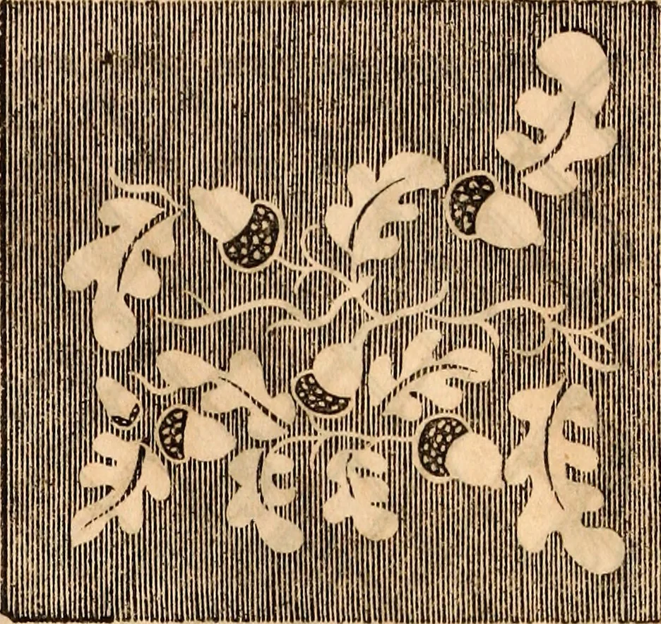 An illustration from Godey's lady's book, 1840, leaf 21