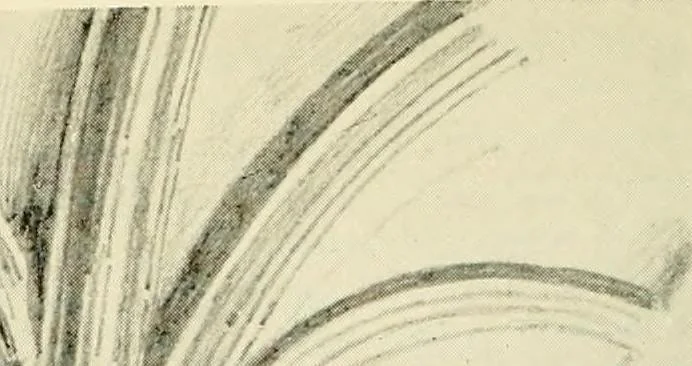 An illustration from Gothic architecture in France, England, and Italy, 1915, leaf 242