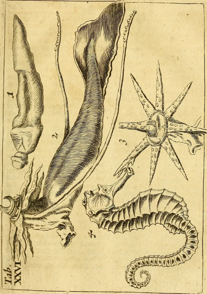 An illustration from Gottorffische Kunst-Kammer : worinnen allerhand ungemeine Sachen, so theils die Natur, theils künstliche Hände hervor gebracht und bereitet : vor diesem aus allen vier Theilen der Welt zusammen getragen, und vor einigen Jahren beschrieben, auch mit behörigen Kupffern gezieret, 1674, leaf 110