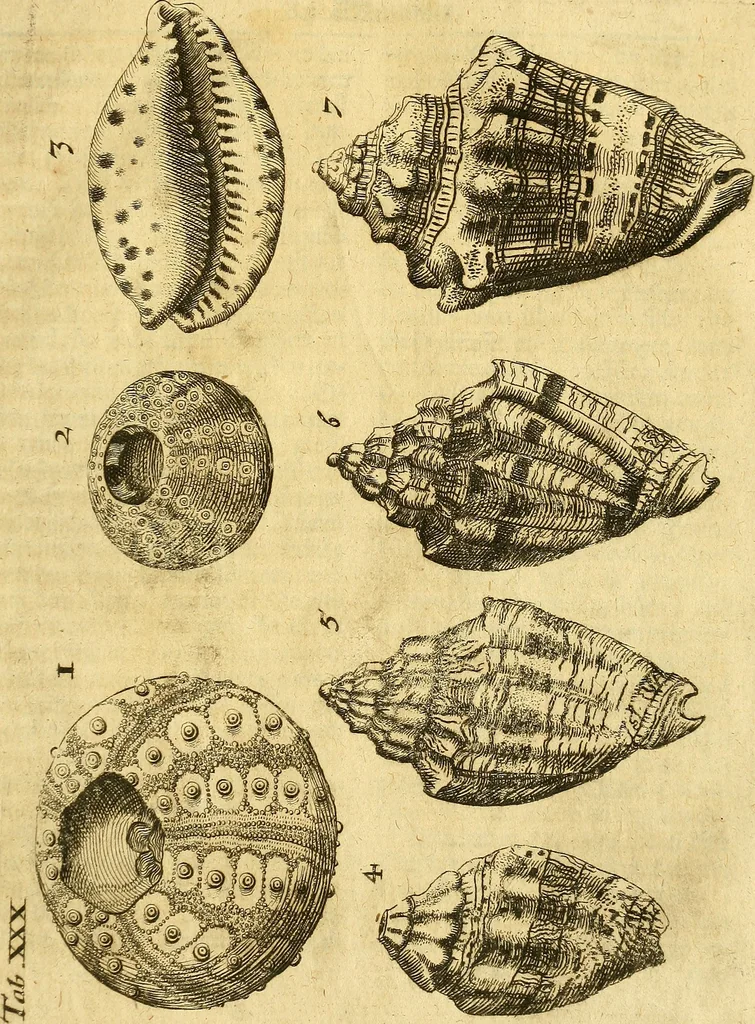 An illustration from Gottorffische Kunst-Kammer : worinnen allerhand ungemeine Sachen, so theils die Natur, theils künstliche Hände hervor gebracht und bereitet : vor diesem aus allen vier Theilen der Welt zusammen getragen, und vor einigen Jahren beschrieben, auch mit behörigen Kupffern gezieret, 1674, leaf 138