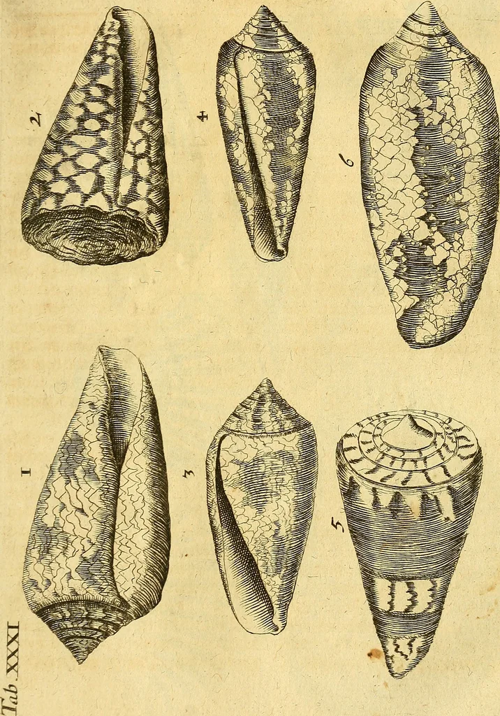 An illustration from Gottorffische Kunst-Kammer : worinnen allerhand ungemeine Sachen, so theils die Natur, theils künstliche Hände hervor gebracht und bereitet : vor diesem aus allen vier Theilen der Welt zusammen getragen, und vor einigen Jahren beschrieben, auch mit behörigen Kupffern gezieret, 1674, leaf 142
