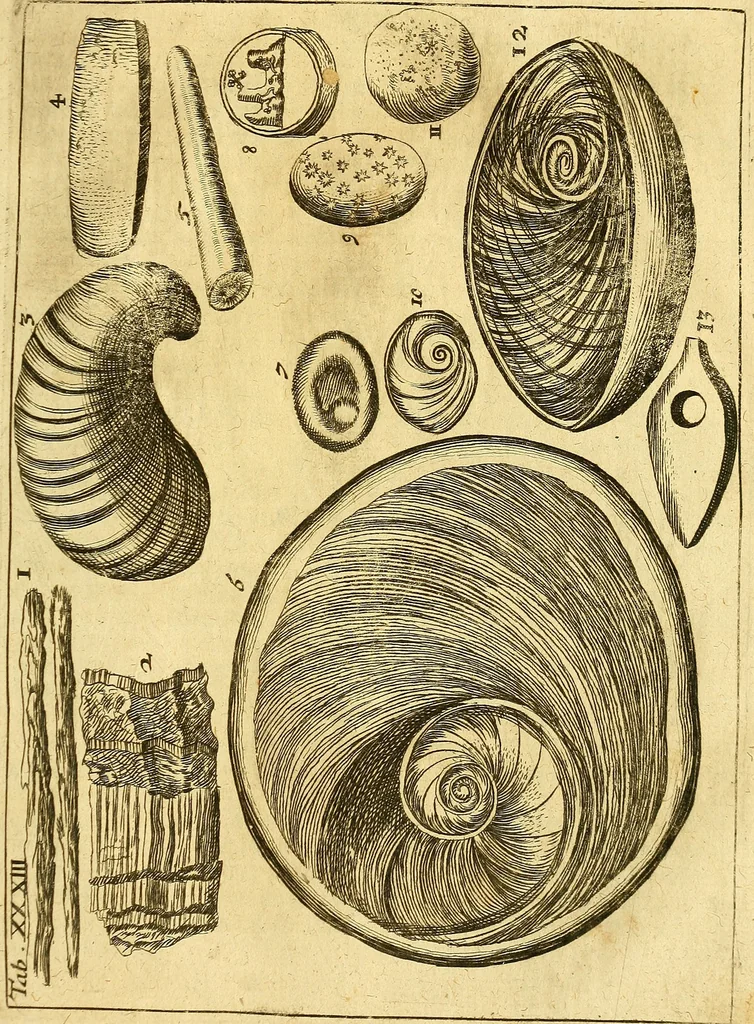 An illustration from Gottorffische Kunst-Kammer : worinnen allerhand ungemeine Sachen, so theils die Natur, theils künstliche Hände hervor gebracht und bereitet : vor diesem aus allen vier Theilen der Welt zusammen getragen, und vor einigen Jahren beschrieben, auch mit behörigen Kupffern gezieret, 1674, leaf 146