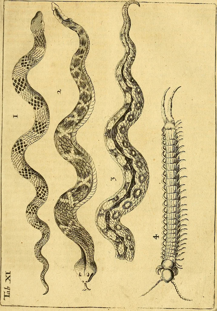 An illustration from Gottorffische Kunst-Kammer : worinnen allerhand ungemeine Sachen, so theils die Natur, theils künstliche Hände hervor gebracht und bereitet : vor diesem aus allen vier Theilen der Welt zusammen getragen, und vor einigen Jahren beschrieben, auch mit behörigen Kupffern gezieret, 1674, leaf 56