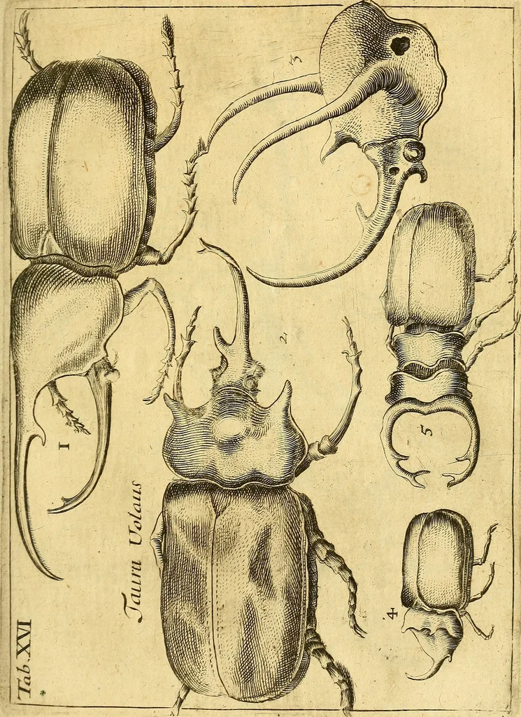 An illustration from Gottorffische Kunst-Kammer : worinnen allerhand ungemeine Sachen, so theils die Natur, theils künstliche Hände hervor gebracht und bereitet : vor diesem aus allen vier Theilen der Welt zusammen getragen, und vor einigen Jahren beschrieben, auch mit behörigen Kupffern gezieret, 1674, leaf 74