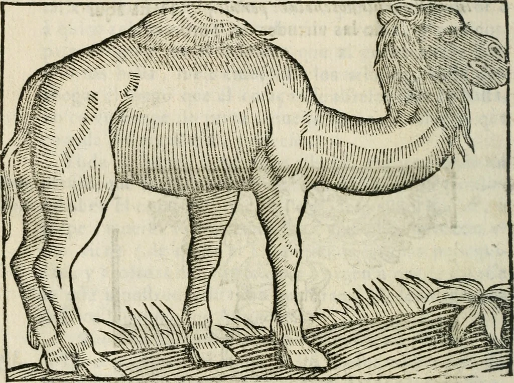 An illustration from Govierno general, moral, y politico : hallado en las fieras, y animales sylvestres : sacado de sus naturales virtudes, y propiedades, con particular tabla para sermones varios de tiempo, y de Santos, 1696, leaf 339