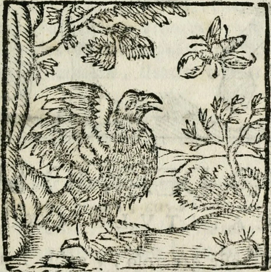 An illustration from Govierno general, moral, y politico : hallado en las fieras, y animales sylvestres : sacado de sus naturales virtudes, y propiedades, con particular tabla para sermones varios de tiempo, y de Santos, 1696, leaf 352