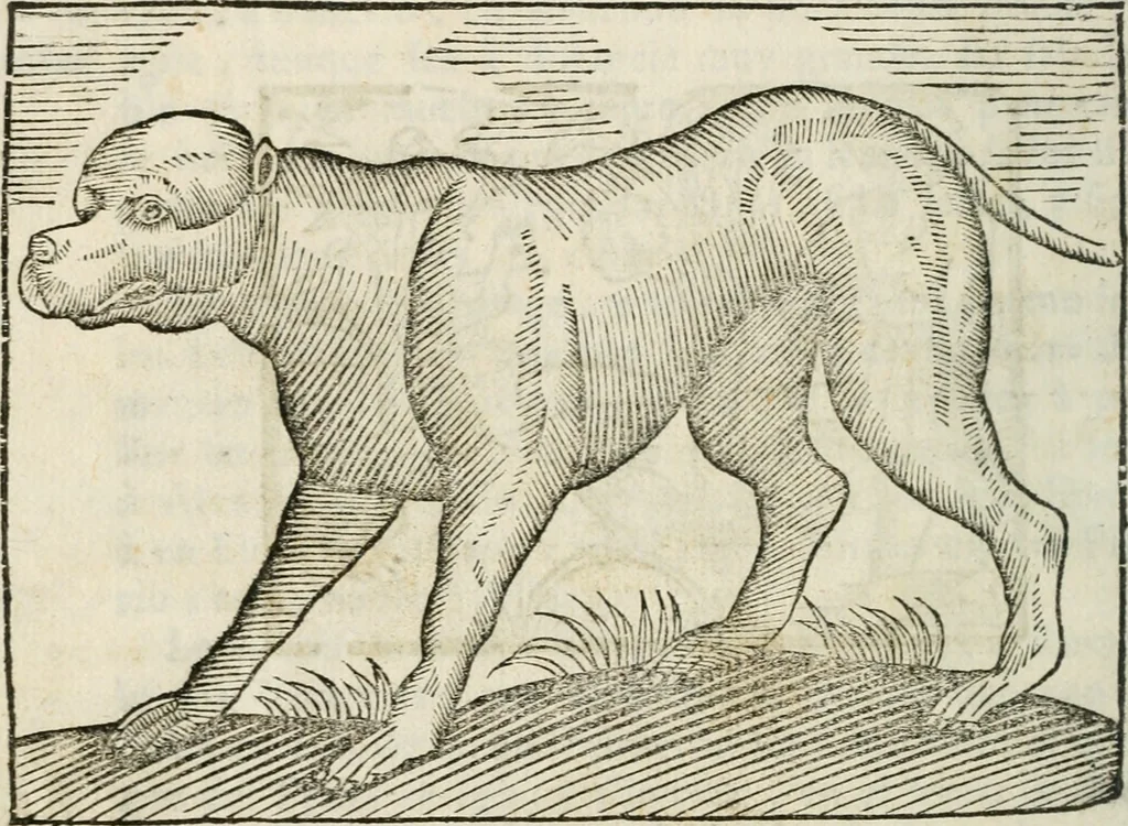 An illustration from Govierno general, moral, y politico : hallado en las fieras, y animales sylvestres : sacado de sus naturales virtudes, y propiedades, con particular tabla para sermones varios de tiempo, y de Santos, 1696, leaf 391