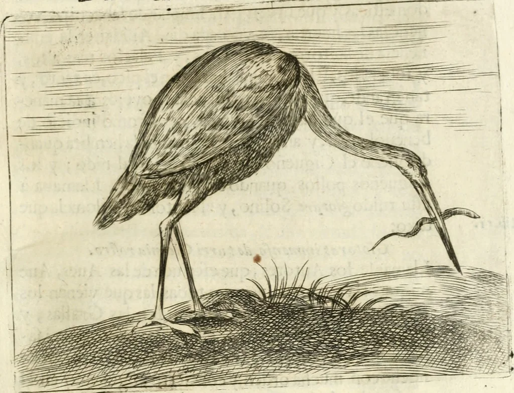 An illustration from Govierno general, moral, y politico : hallado en las aves mas generosas y nobles : sacado de sus naturales virtudes y propiedades, 1683, leaf 152