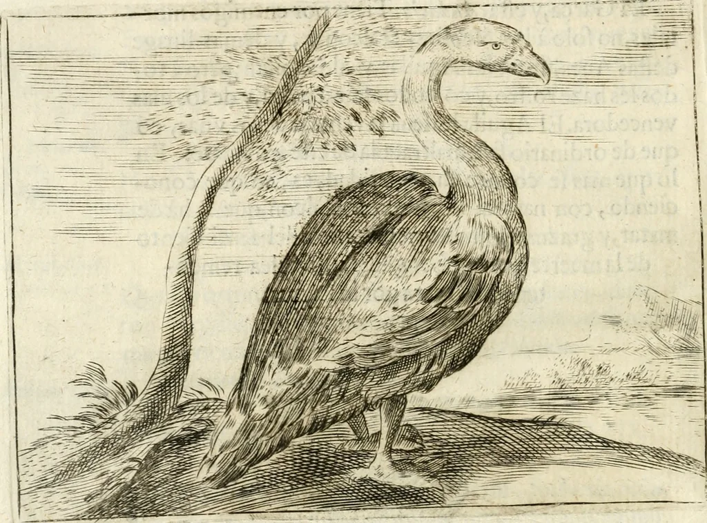 An illustration from Govierno general, moral, y politico : hallado en las aves mas generosas y nobles : sacado de sus naturales virtudes y propiedades, 1683, leaf 201