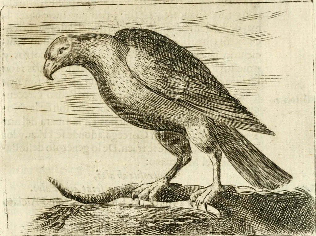 An illustration from Govierno general, moral, y politico : hallado en las aves mas generosas y nobles : sacado de sus naturales virtudes y propiedades, 1683, leaf 266