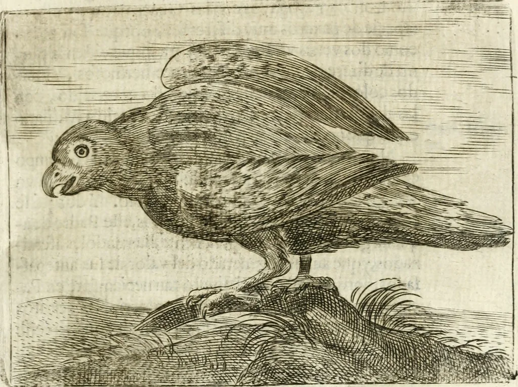 An illustration from Govierno general, moral, y politico : hallado en las aves mas generosas y nobles : sacado de sus naturales virtudes y propiedades, 1683, leaf 316