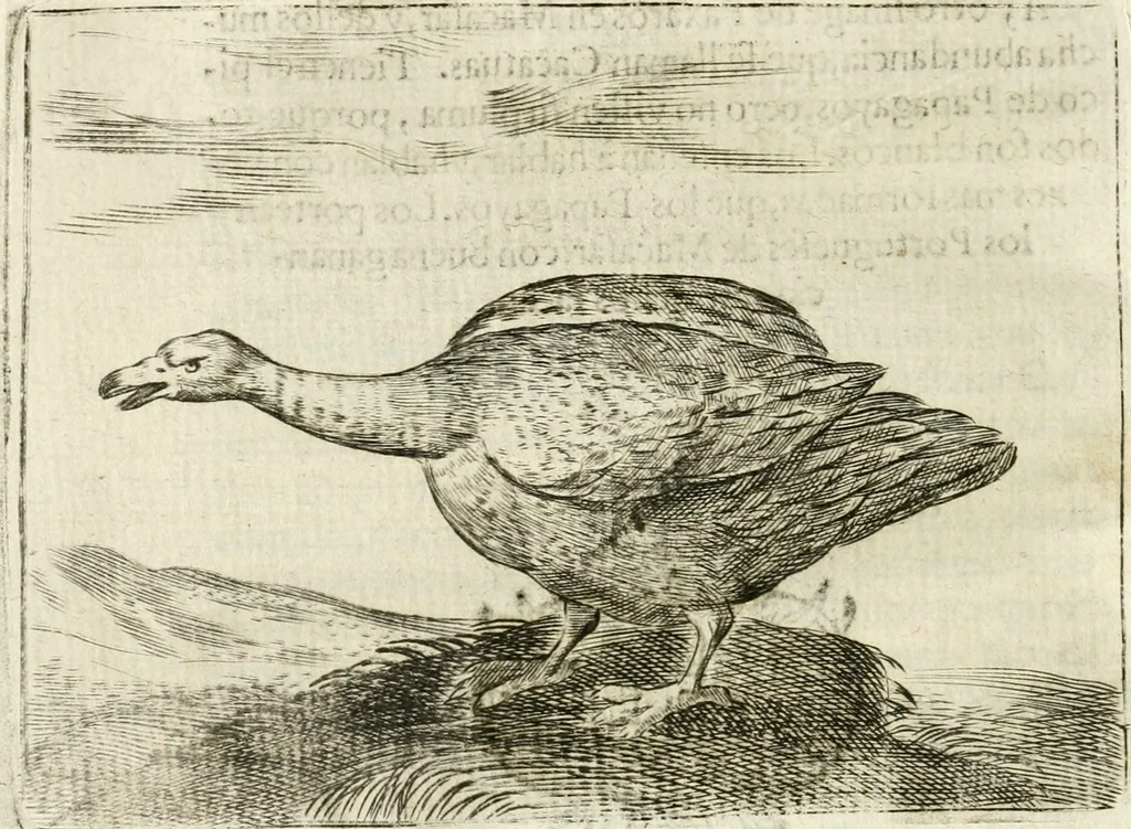 An illustration from Govierno general, moral, y politico : hallado en las aves mas generosas y nobles : sacado de sus naturales virtudes y propiedades, 1683, leaf 337