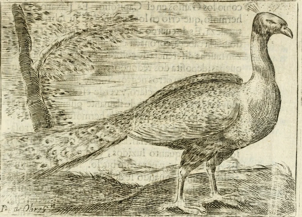 An illustration from Govierno general, moral, y politico : hallado en las aves mas generosas y nobles : sacado de sus naturales virtudes y propiedades, 1683, leaf 372