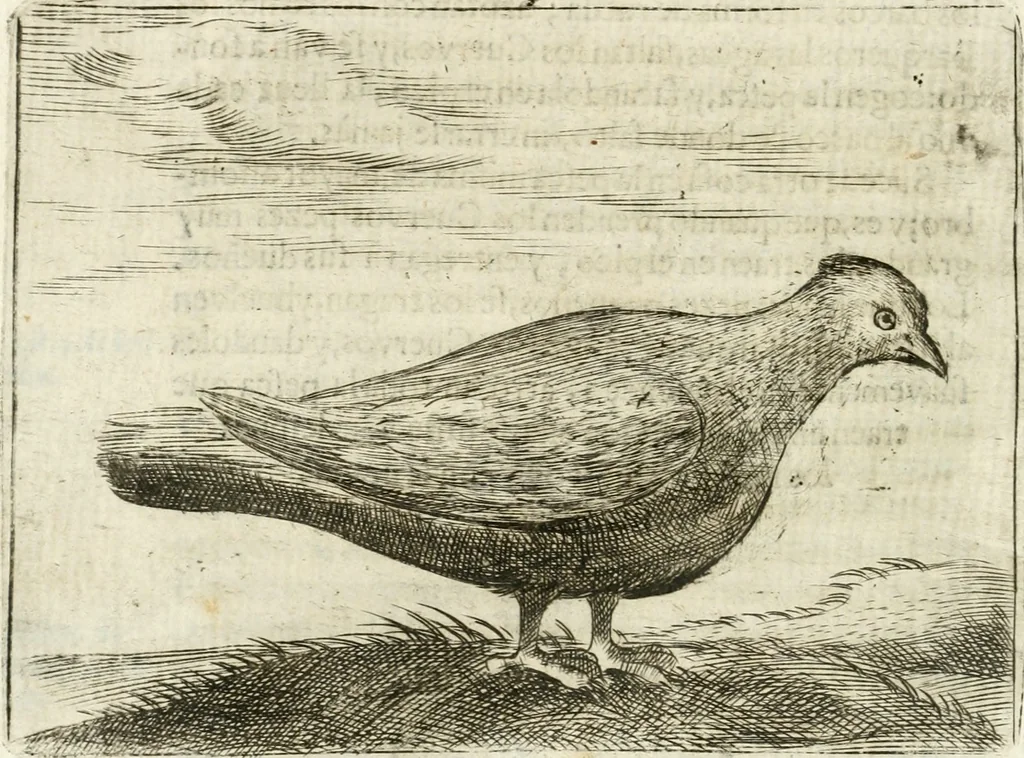 An illustration from Govierno general, moral, y politico : hallado en las aves mas generosas y nobles : sacado de sus naturales virtudes y propiedades, 1683, leaf 405