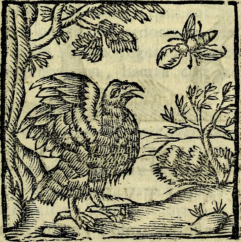 An illustration from Govierno general, moral, y politico. Hallado en las aves mas generosas, y nobles. Sacado de sus naturales virtudes, y propriedades. Añadido en esta vltima impression en diferentes partes: y el libro diez y nueve de las aves monstruosas, 1696, leaf 352