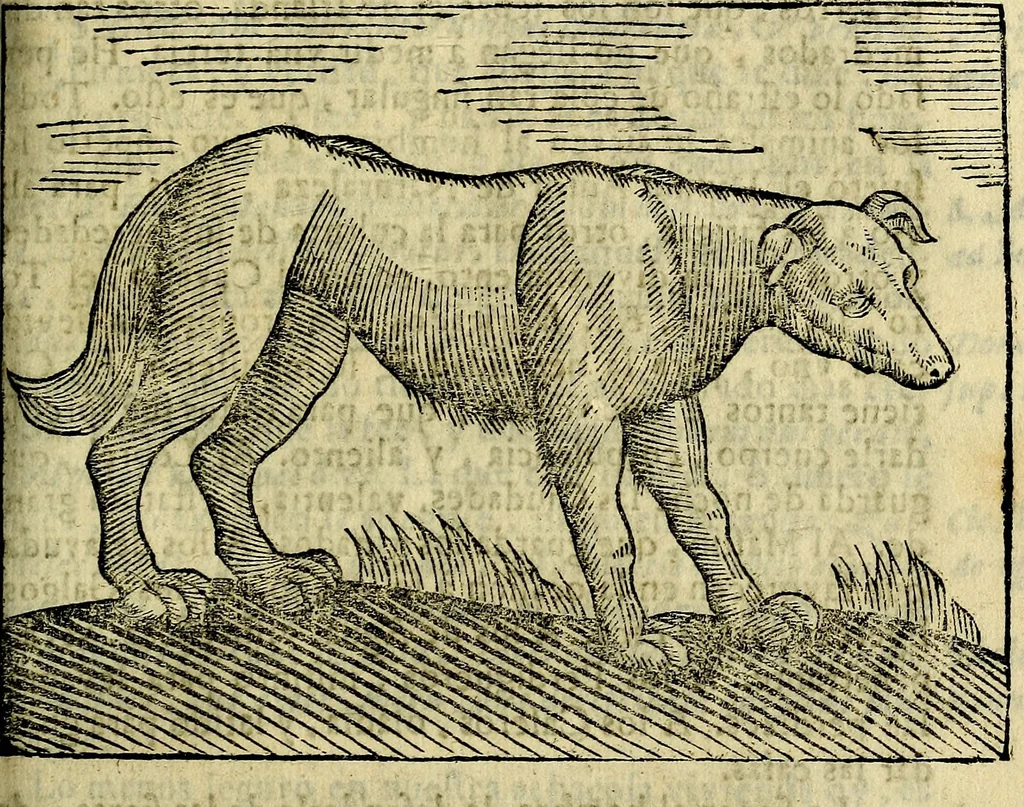 An illustration from Govierno general, moral, y politico. Hallado en las aves mas generosas, y nobles. Sacado de sus naturales virtudes, y propriedades. Añadido en esta vltima impression en diferentes partes: y el libro diez y nueve de las aves monstruosas, 1696, leaf 370