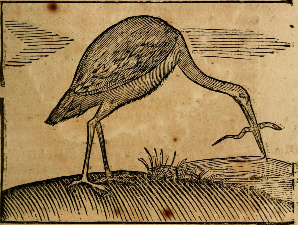 An illustration from Govierno general, moral, y politico. : Hallado en las aves mas generosas, y nobles. Sacado de sus naturales virtudes, y propriedades. Con qvarto tablas diferentes; es la vna para sermones varios de tiempo, y de Santos., 1696, leaf 128