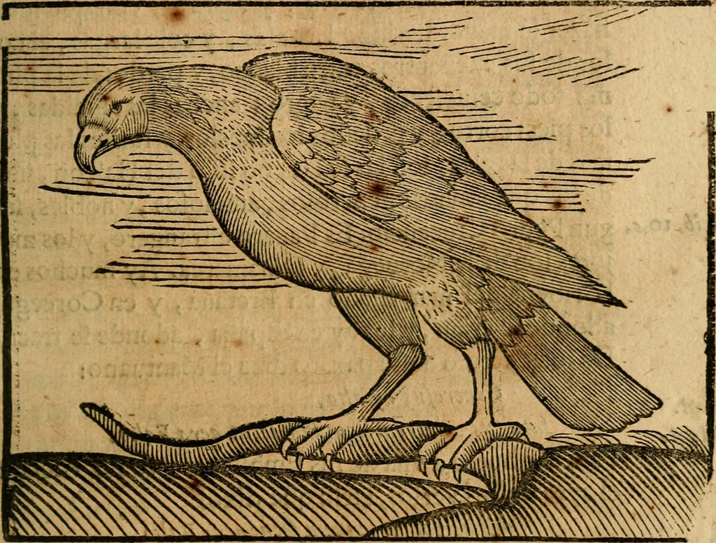 An illustration from Govierno general, moral, y politico. : Hallado en las aves mas generosas, y nobles. Sacado de sus naturales virtudes, y propriedades. Con qvarto tablas diferentes; es la vna para sermones varios de tiempo, y de Santos., 1696, leaf 242