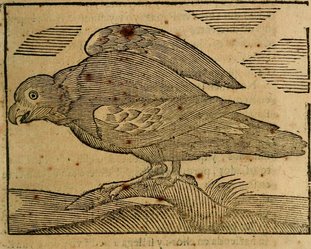 An illustration from Govierno general, moral, y politico. : Hallado en las aves mas generosas, y nobles. Sacado de sus naturales virtudes, y propriedades. Con qvarto tablas diferentes; es la vna para sermones varios de tiempo, y de Santos., 1696, leaf 292
