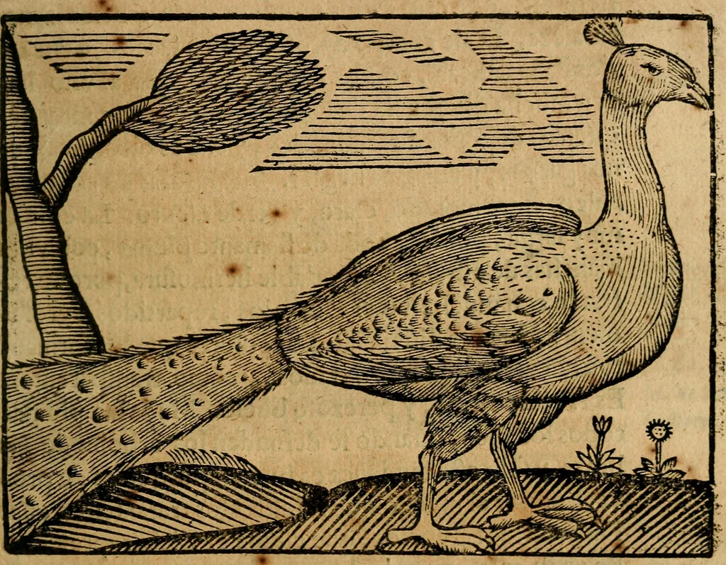 An illustration from Govierno general, moral, y politico. : Hallado en las aves mas generosas, y nobles. Sacado de sus naturales virtudes, y propriedades. Con qvarto tablas diferentes; es la vna para sermones varios de tiempo, y de Santos., 1696, leaf 348