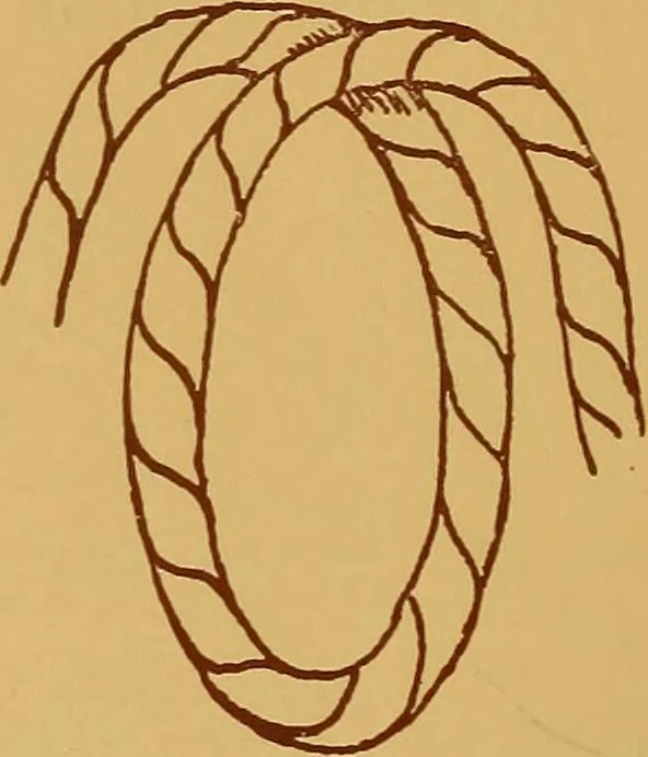 An illustration from A graded course in cord, raffia, lacer work and sewing for elementary schools, 1913, leaf 19