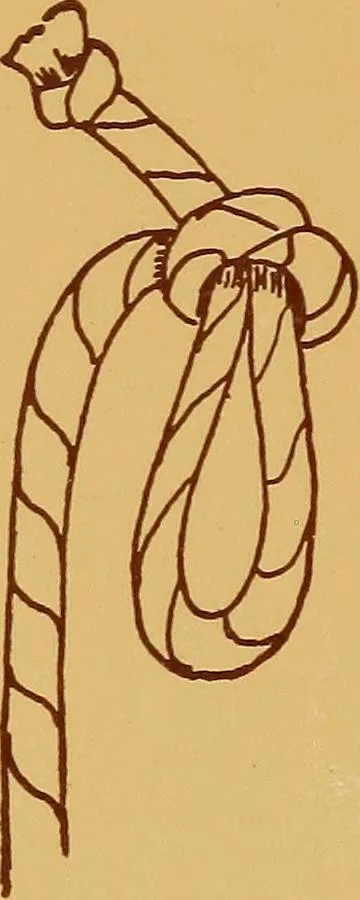An illustration from A graded course in cord, raffia, lacer work and sewing for elementary schools, 1913, leaf 33