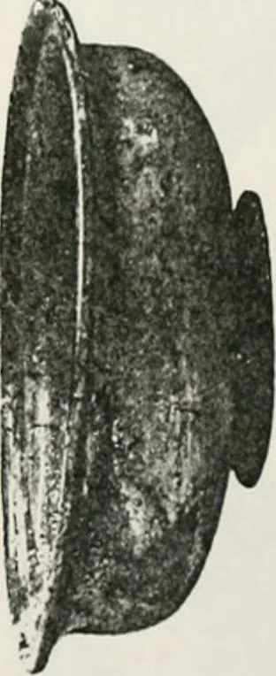 An illustration from Graeco-Egyptian glass, 1905, leaf 105