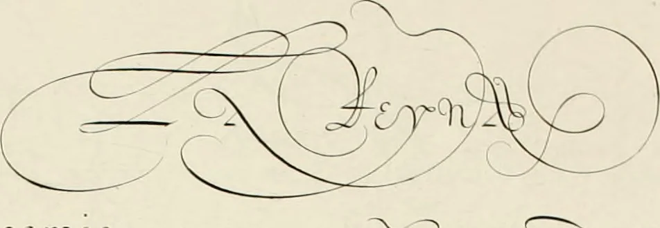 An illustration from Gram[m]ato-graphices : jn qvo varia scripturae emblemata, belgicis, germanicis, italicis, hispanicis, gallicis, et latinis characterib[us] exarata : cum singulorum anatomicis fundamentis ad exacté pingedum perquàm utilia, oculis spectanda jmitandaq[ue], proponuntur, 1605, leaf 51