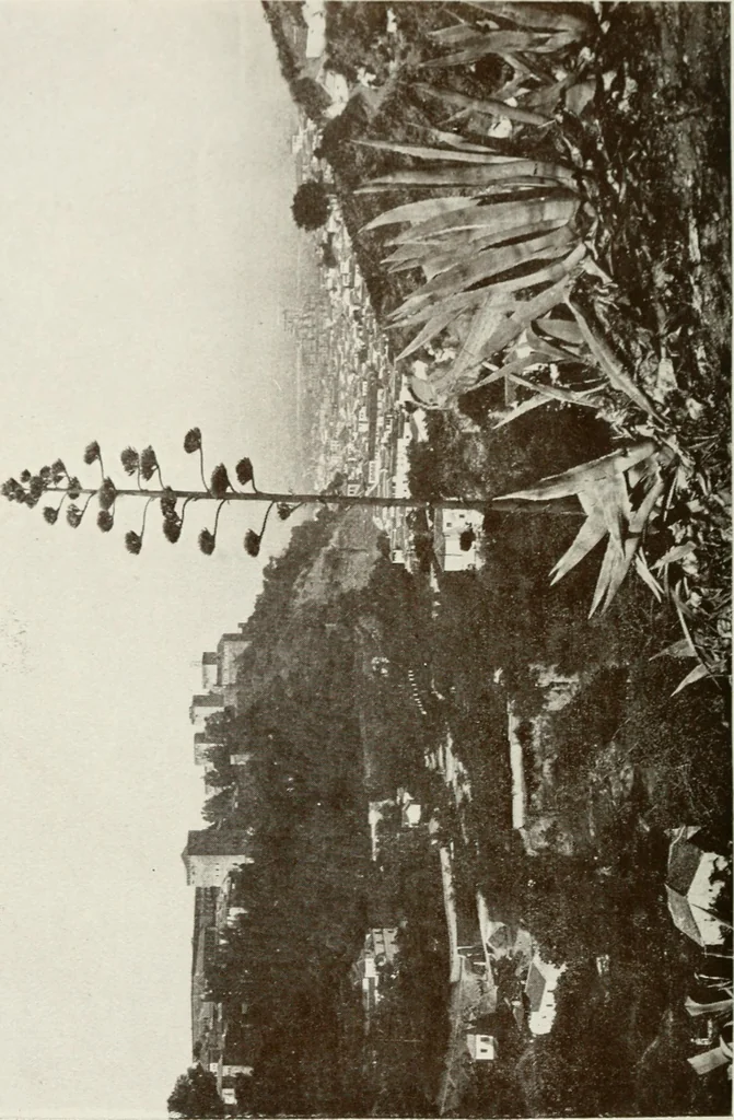 An illustration from Granada and the Alhambra, a brief description of the ancient city of Granada, with a particular account of the Moorish palace, 1907, leaf 502