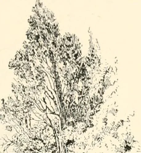 An illustration from Granada, present and bygone, 1908, leaf 211