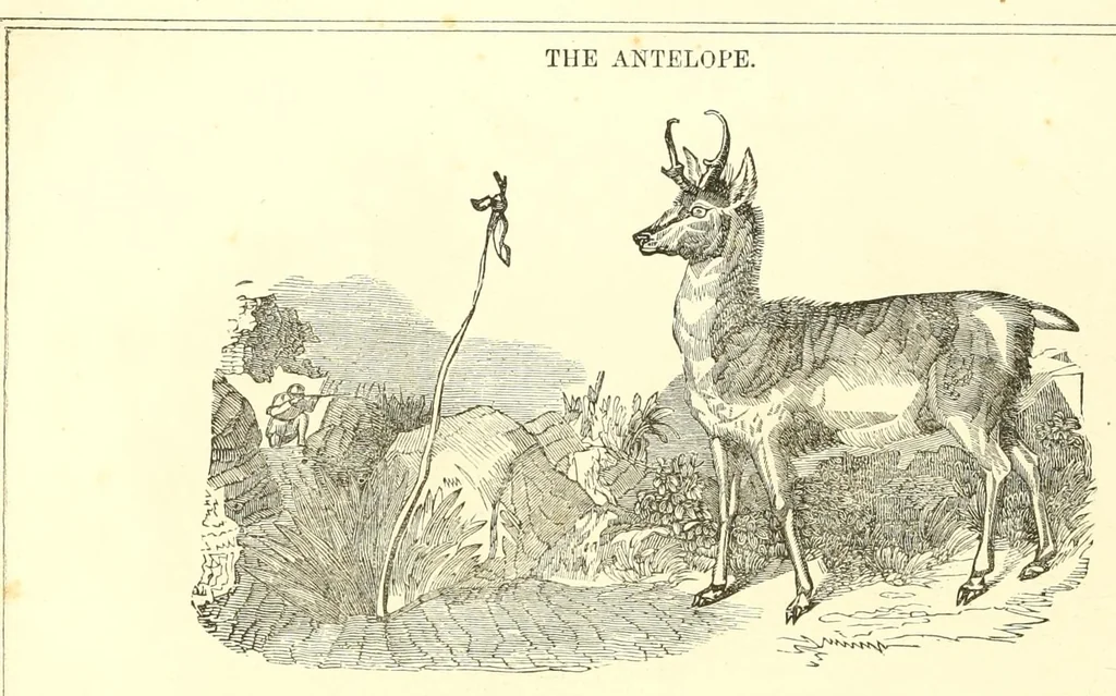 An illustration from Grand illustrated encyclopedia of animated nature : embracing a full description of the different races of men, and of the characteristic habits and modes of life of the various beasts, birds, fishes, insects, reptiles, and microscopic animalcula of the globe : being a complete history of the animal kingdom, 1855, leaf 142